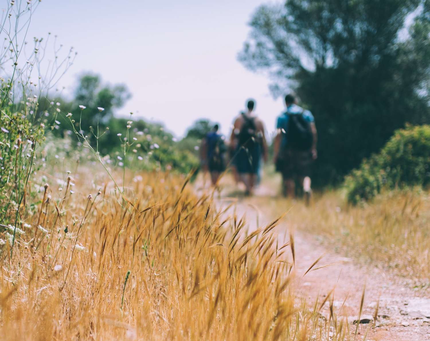 People walking down path in field